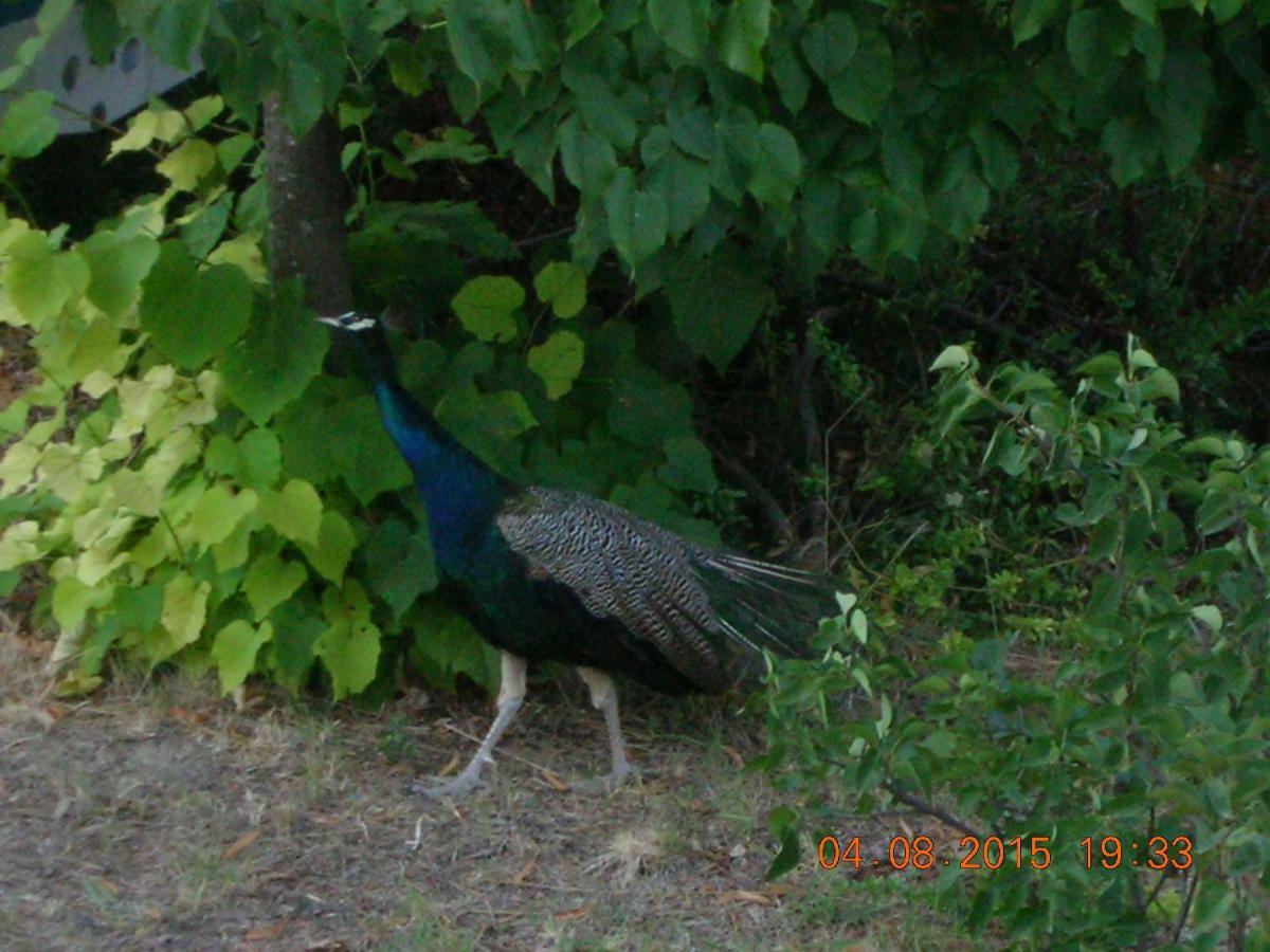 Peacock Villa Upper Epanomi Esterno foto